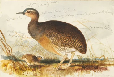 Sumpfhuhn